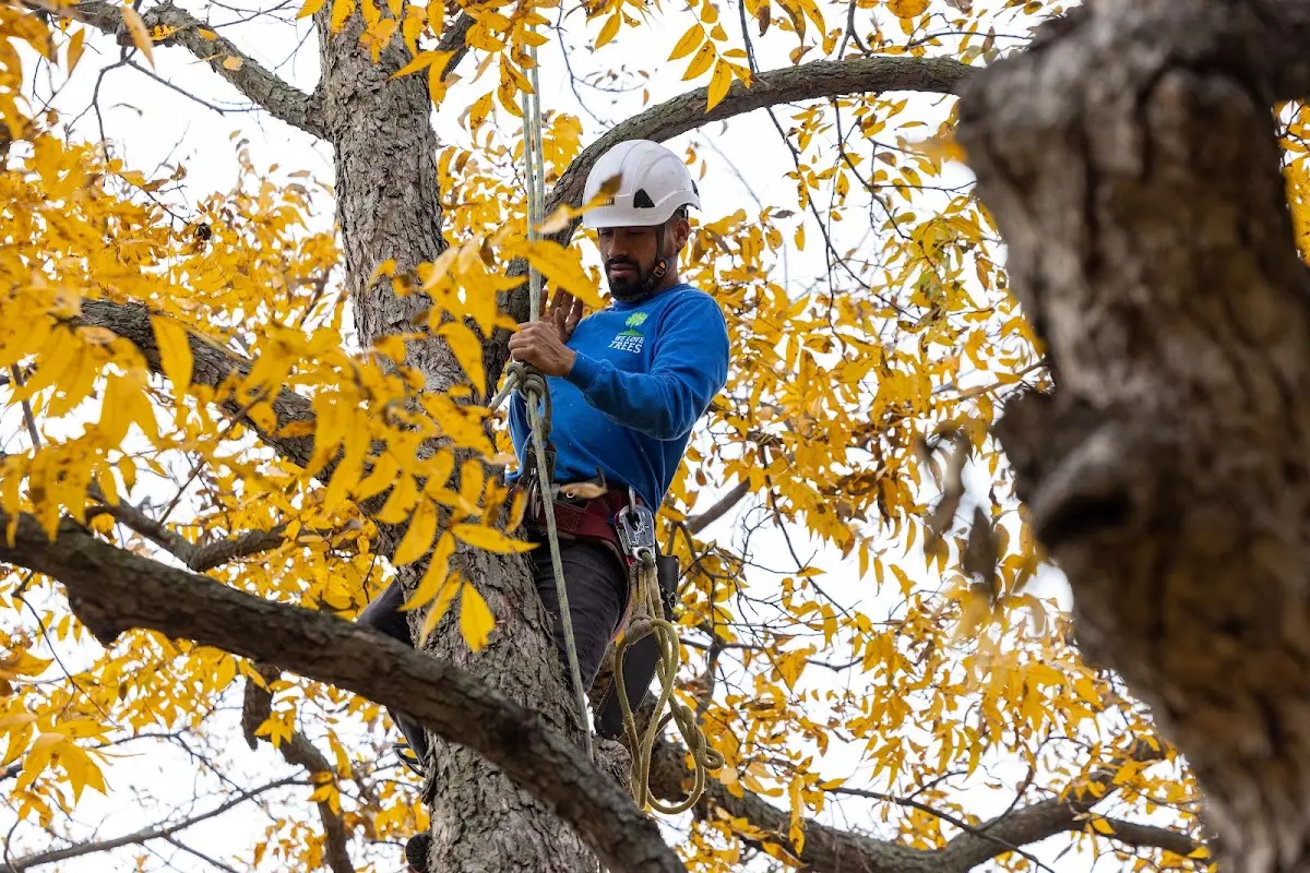 Skilled Tree Pruning crew working in Cecil