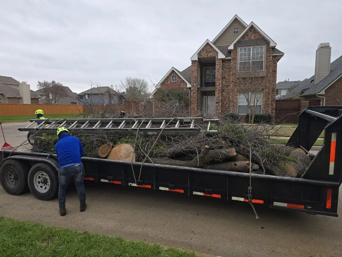 Expert Tree Removal with proper safety equipment in Cecil